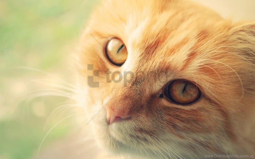 Cat Look Muzzle Red Wallpaper High-resolution Transparent PNG Images Comprehensive Assortment