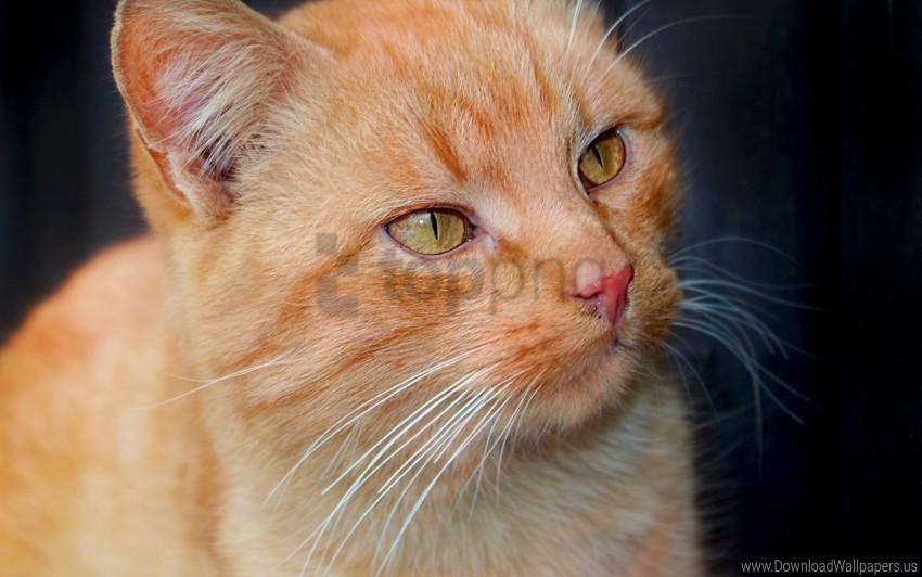 cat look muzzle whiskers wallpaper Isolated Subject on HighResolution Transparent PNG