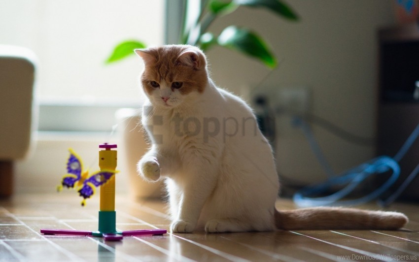 cat look playful toy wallpaper Transparent PNG vectors