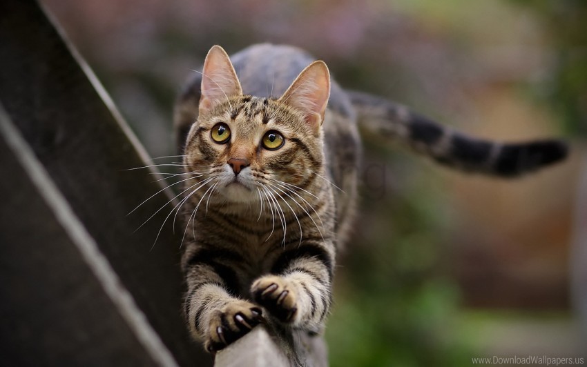 cat look stretch striped wallpaper PNG transparency