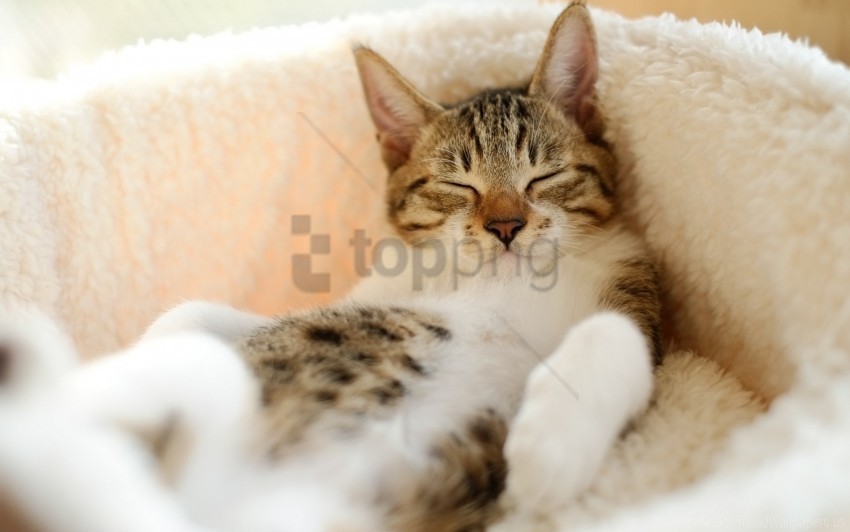 Cat Lying Down Sleeping Striped Wallpaper Isolated Artwork With Clear Background In PNG