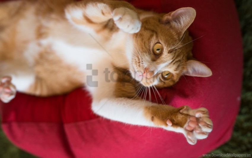 cat lying paws playful wallpaper PNG images with no watermark