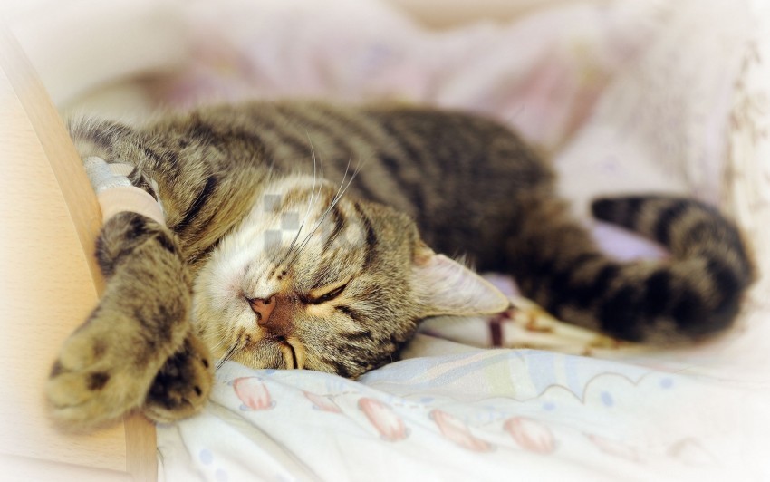 cat lying playful sleep wallpaper PNG images with transparent elements pack