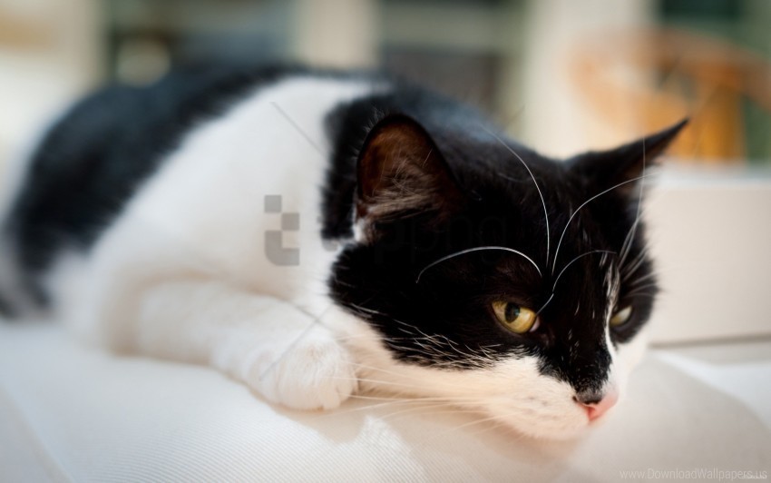 cat lying spotted waiting wallpaper PNG Graphic with Transparent Background Isolation