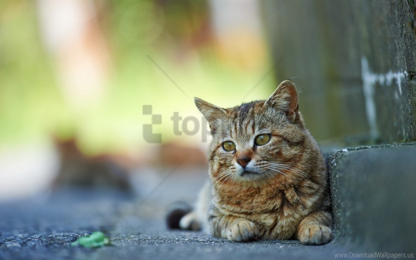 cat lying street striped wallpaper PNG Graphic with Isolated Design