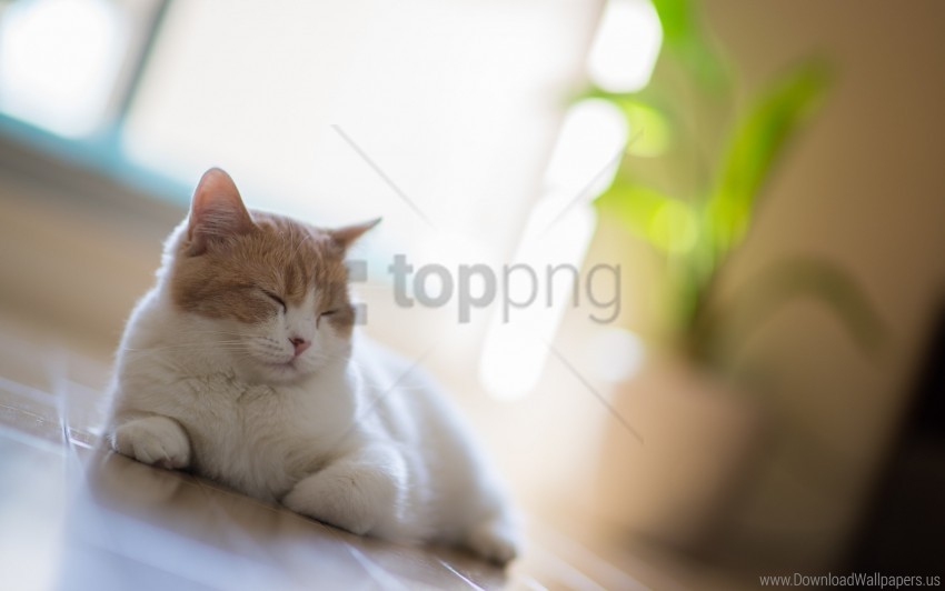cat motion blur rest sleep wallpaper Isolated Character in Clear Transparent PNG
