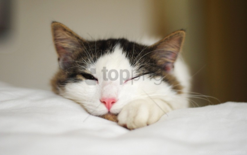 cat muzzle paws sleeping wallpaper Transparent Background PNG Isolated Item