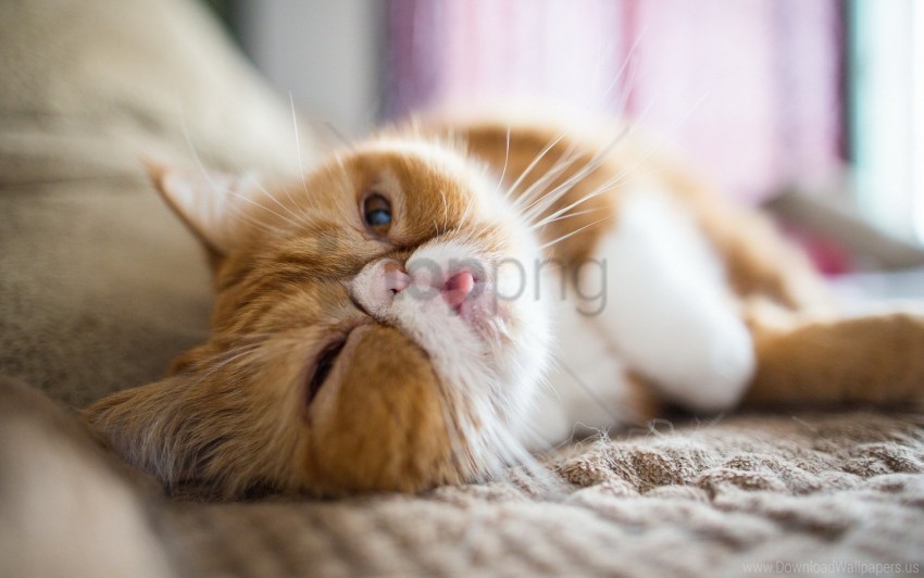 cat muzzle persian cat tongue wallpaper Isolated Element on HighQuality PNG