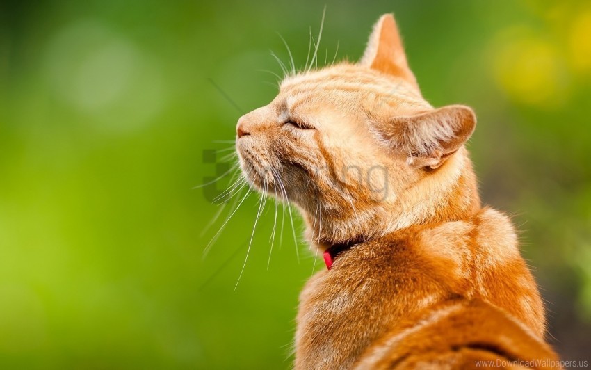 cat muzzle rest striped wallpaper PNG Object Isolated with Transparency