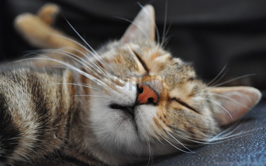 Cat Muzzle Sleep Spotted Wallpaper HighResolution Isolated PNG Image