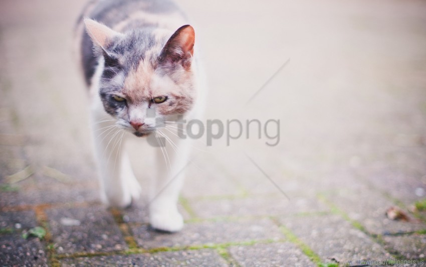 cat muzzle spotted walking wallpaper Isolated Design Element in Clear Transparent PNG