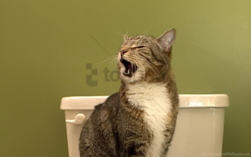 cat muzzle yawn wallpaper Isolated Design Element on PNG