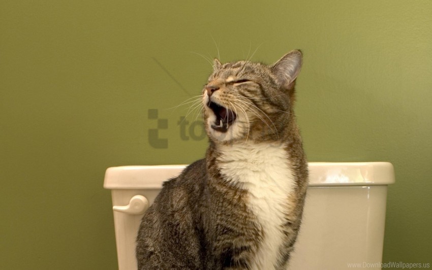 Cat Muzzle Yawn Wallpaper Isolated Design Element On PNG