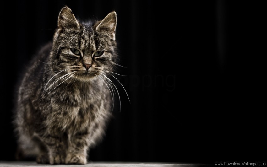 cat old shade tabby wet wallpaper Free download PNG with alpha channel