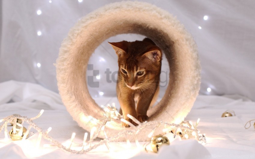 cat photo shoot sitting snout wallpaper PNG with no cost