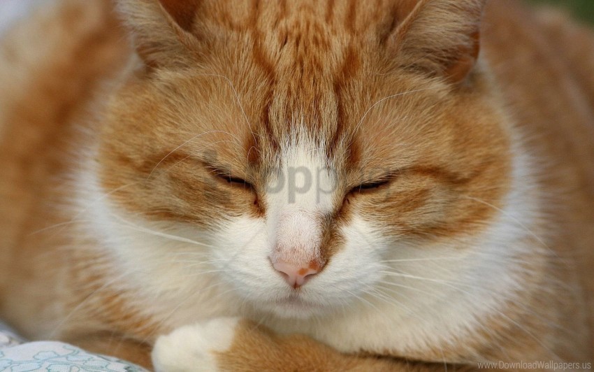 cat red sleep white wallpaper Free PNG download