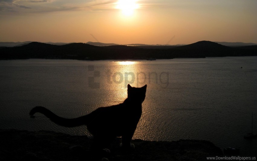 cat sea shadow silhouette sky wallpaper Clear Background Isolated PNG Icon