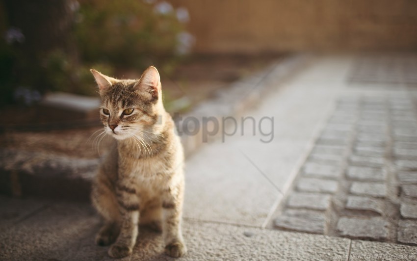 cat sit street walk wallpaper PNG files with transparent elements wide collection