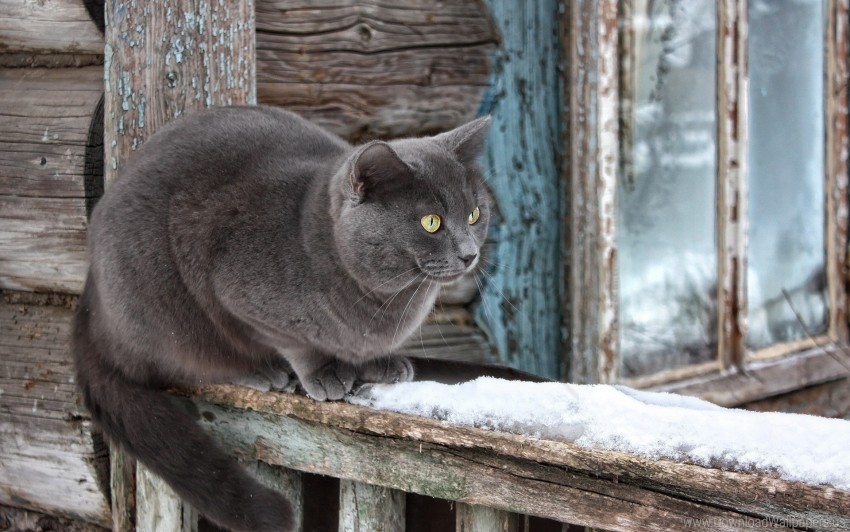 cat sitting snow waiting window sill wallpaper PNG images with no limitations