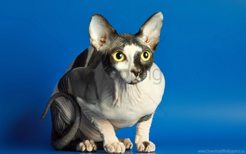 cat sphynx spotted wallpaper PNG free transparent