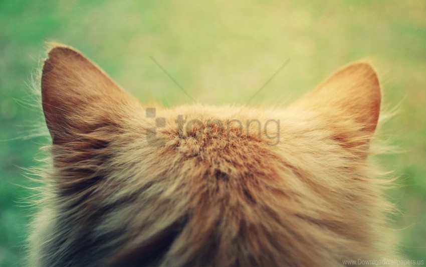 cat spin wool wallpaper Transparent PNG images complete package