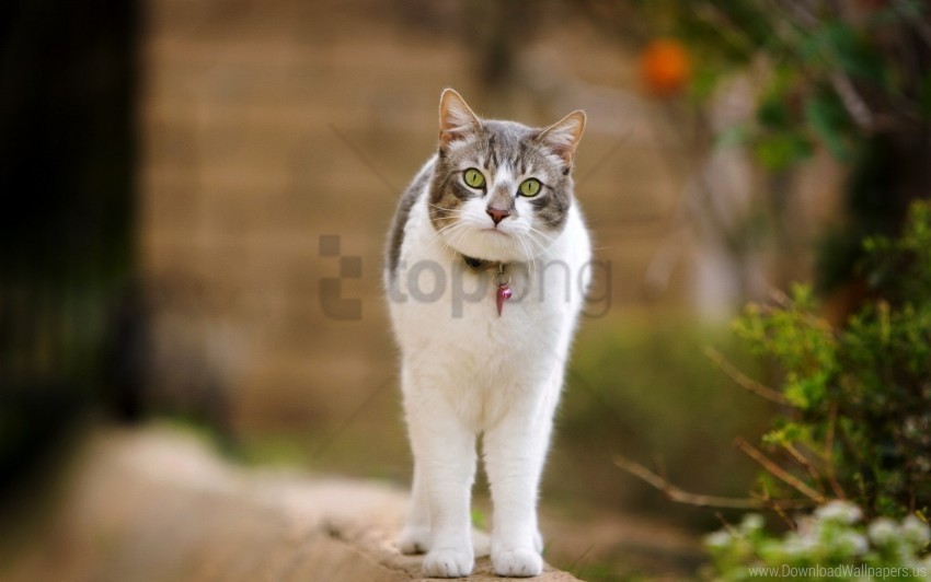 cat spotted standing walk wallpaper Isolated Graphic Element in HighResolution PNG