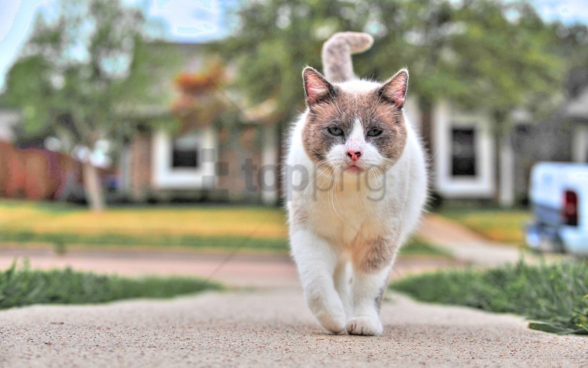 cat spotted street walk wallpaper PNG high quality