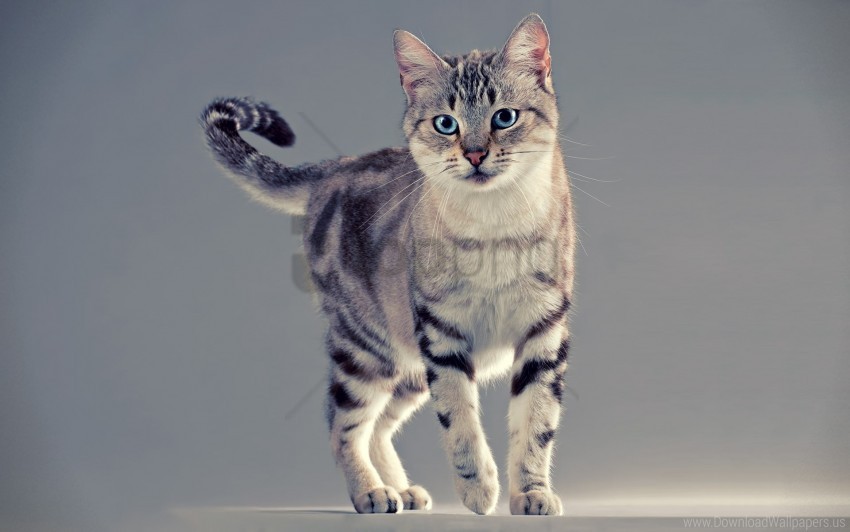 cat stand tabby wallpaper PNG Image with Clear Isolation