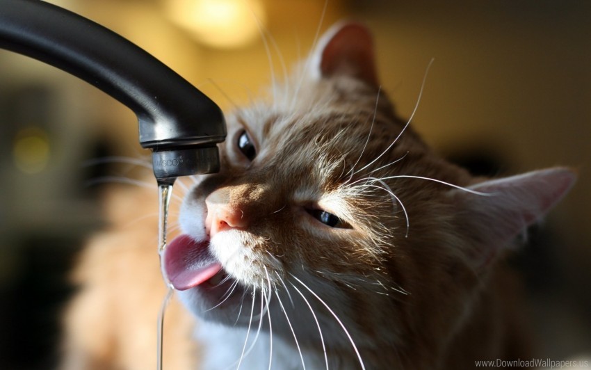 cat tap thirst water wallpaper Transparent Background PNG Isolated Element