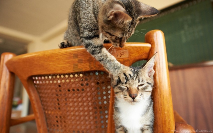 cats chair couple playful wallpaper PNG images without BG