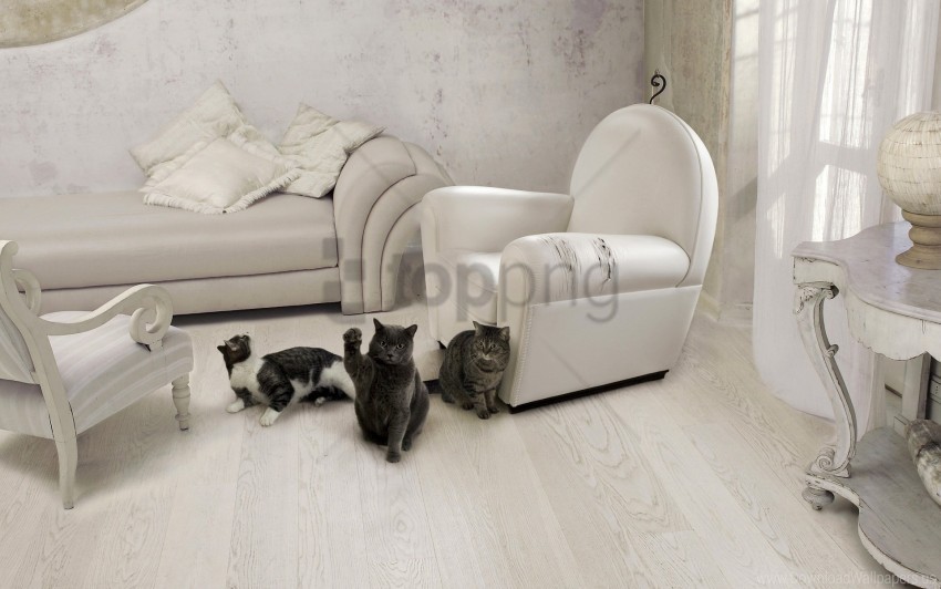 cats chair furniture interior room sofa three wallpaper PNG Image Isolated with High Clarity