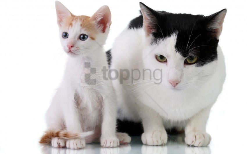 cats color couple dark kitten light wallpaper Isolated Element in Clear Transparent PNG
