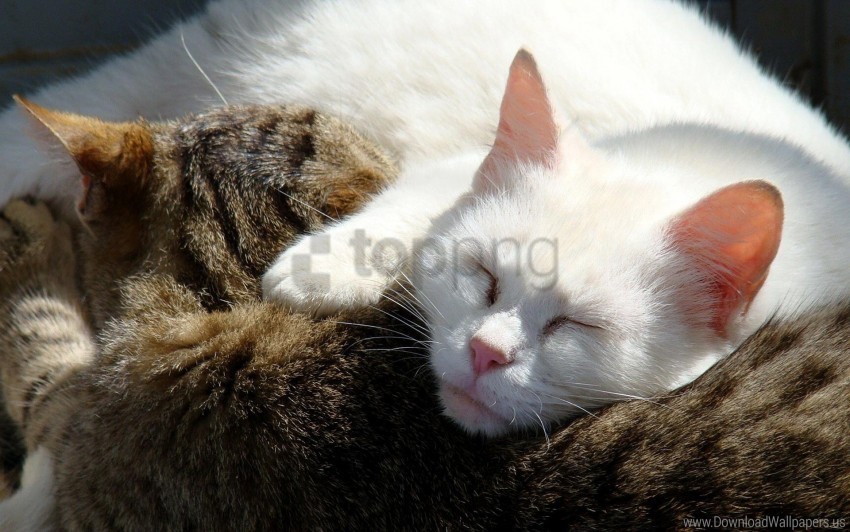 cats color couple sleep wallpaper Isolated Character in Transparent PNG Format