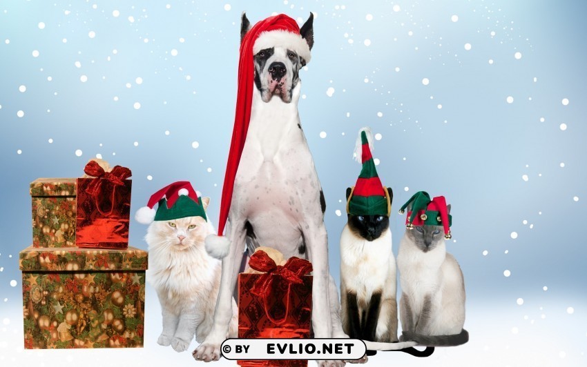 cats costumes dogs holiday new year wallpaper Transparent picture PNG