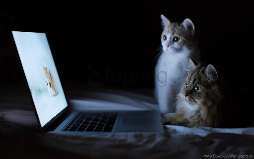 cats couple curiosity laptop lie down rest wallpaper PNG with no cost