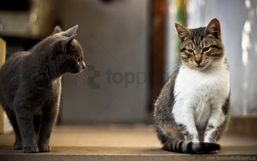 cats couple curiosity satisfied wallpaper Isolated Design Element in HighQuality PNG