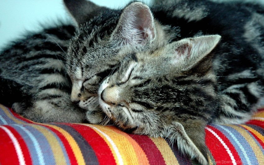 cats couple down tenderness wallpaper Free PNG images with transparent layers diverse compilation