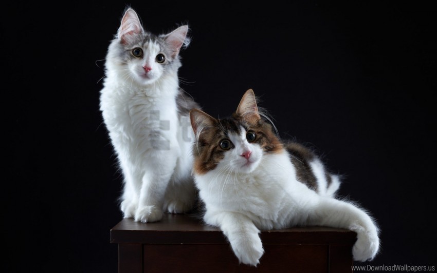 cats couple fluffy wallpaper PNG without background