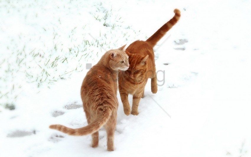 cats couple footprints snow wallpaper PNG with no cost