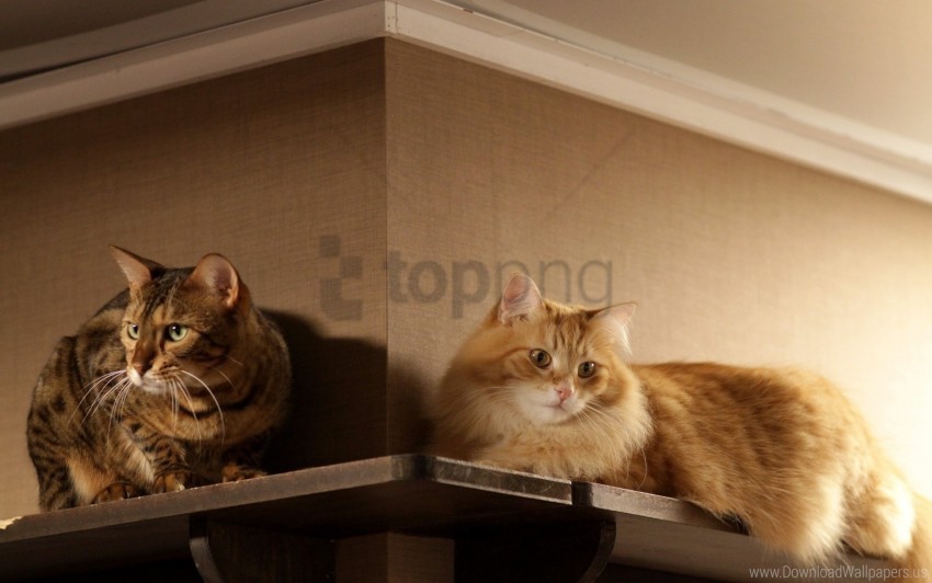 cats couple shelf sitting wallpaper PNG with no background required