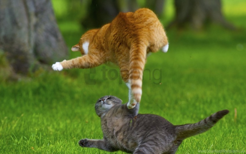 cats fight grass kittens meadow playful wallpaper Transparent PNG Isolated Design Element