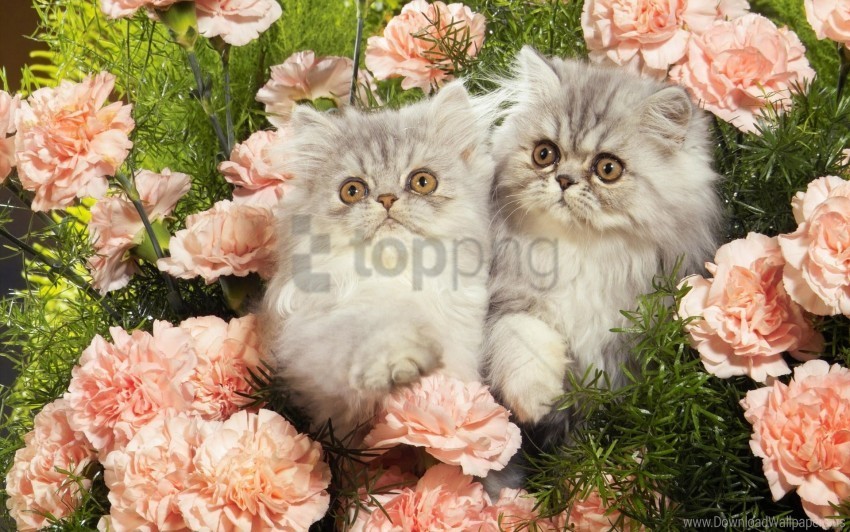 cats flowers fluffy grass wallpaper Transparent PNG Isolated Element with Clarity