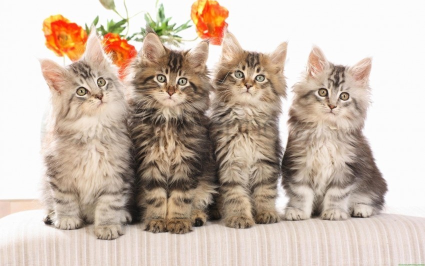 cats flowers fluffy wallpaper Free PNG images with alpha transparency