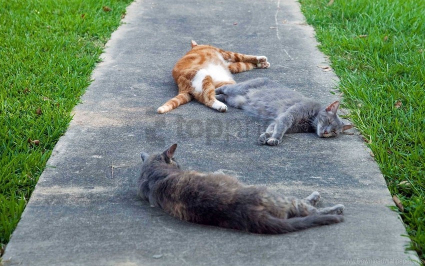 cats grass lie down rest road three wallpaper PNG transparent graphic