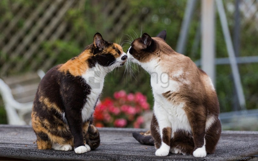 cats kiss tenderness wallpaper PNG pictures with no background required