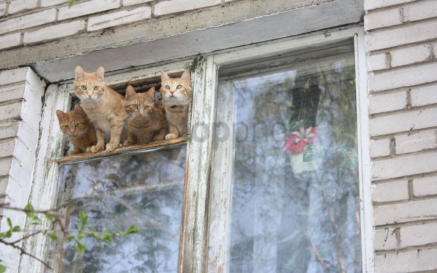 cats kittens window wallpaper Isolated Artwork on Transparent Background