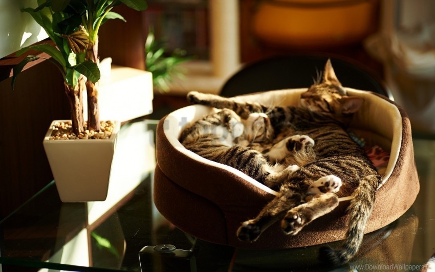 cats lie kittens sleeping steam wallpaper Isolated Object with Transparent Background in PNG