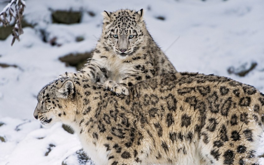 cats snow snow leopard steam wallpaper PNG graphics for presentations