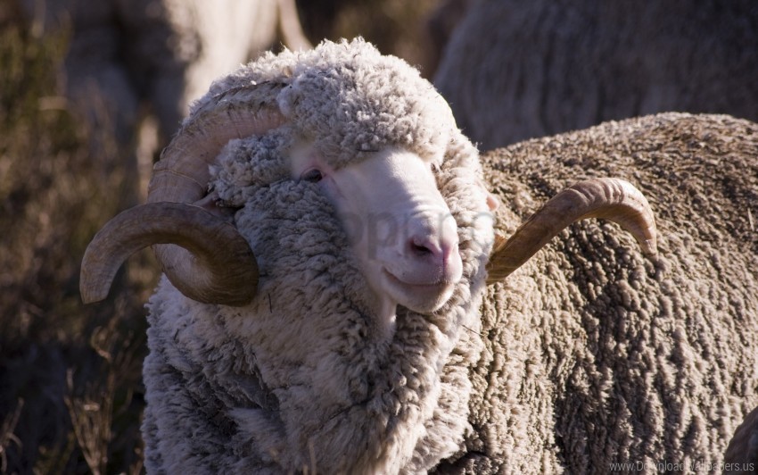 cattle merino sheep wool wallpaper PNG images for banners