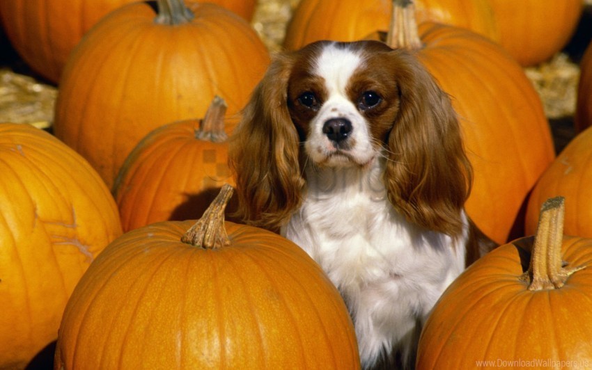 cavalier charles king spaniel wallpaper Free PNG images with transparent layers diverse compilation